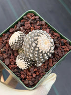Copiapoa Tenuissima f. Monstrose | Rare Seed Grown Cactus #935