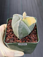 Variegated Astrophytum Myriostigma | 3-Rib Seed Grown Cactus #606