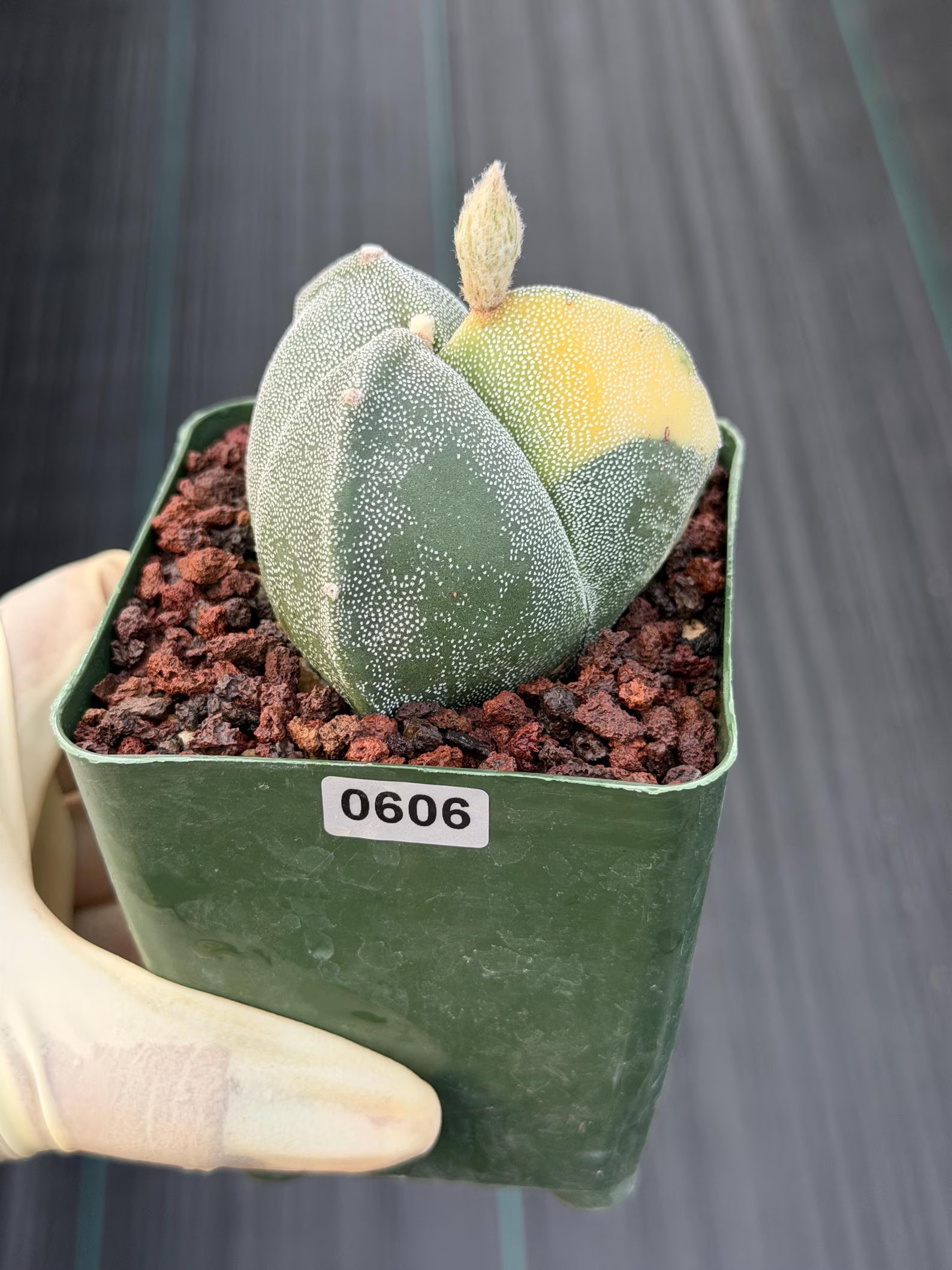 Variegated Astrophytum Myriostigma | 3-Rib Seed Grown Cactus #606
