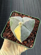 Variegated Astrophytum Myriostigma | 3-Rib Seed Grown Cactus #606