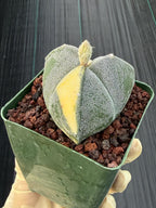 Variegated Astrophytum Myriostigma | 3-Rib Seed Grown Cactus #606