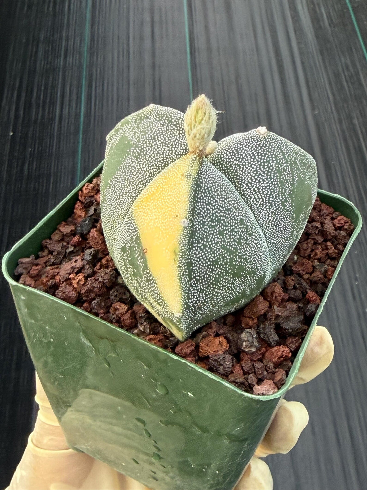 Variegated Astrophytum Myriostigma | 3-Rib Seed Grown Cactus #606