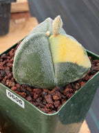 Variegated Astrophytum Myriostigma | 3-Rib Seed Grown Cactus #606
