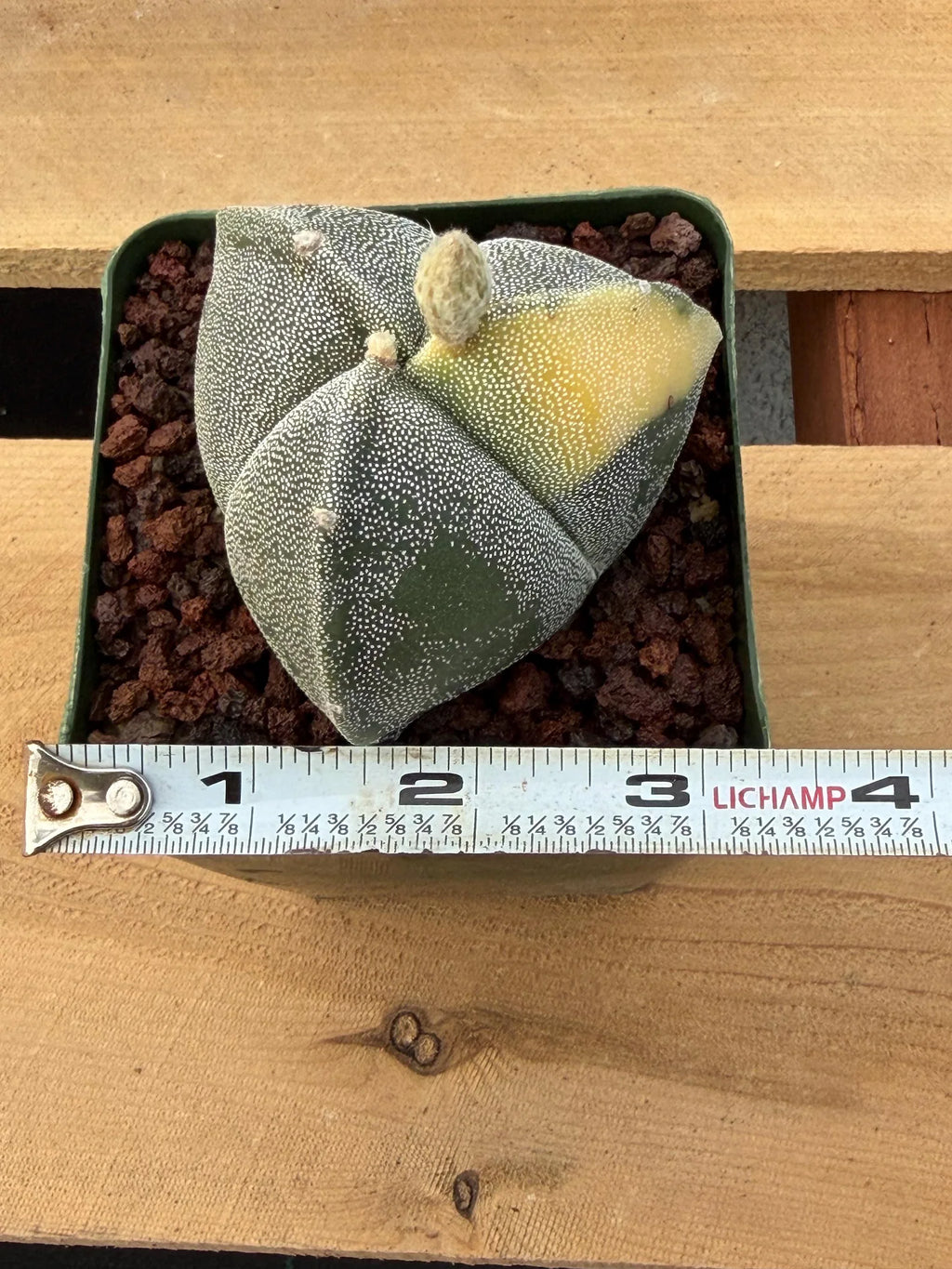 Variegated Astrophytum Myriostigma | 3-Rib Seed Grown Cactus #606