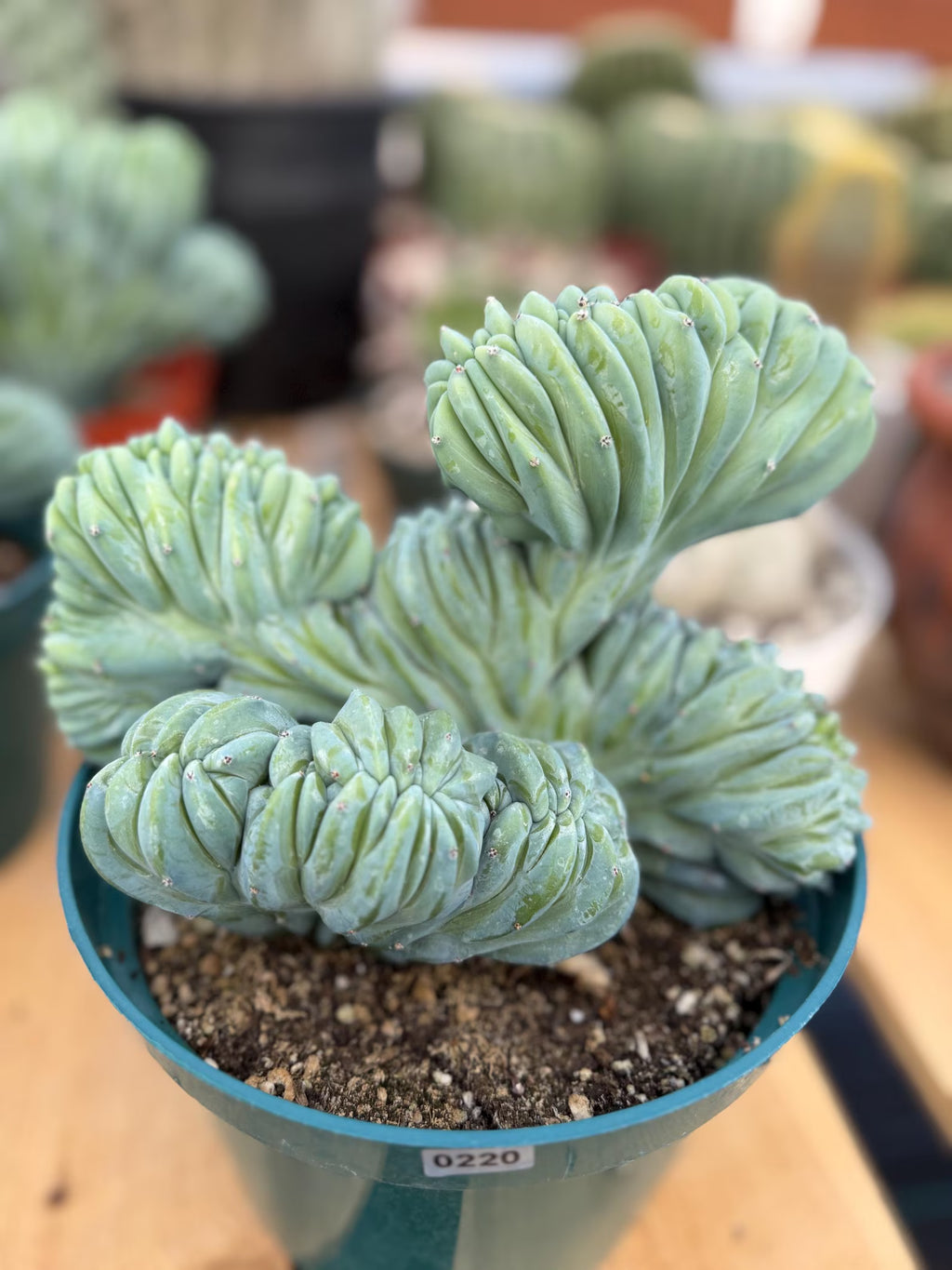 Crested Blue Myrtle Cactus | Rare Easy Care Live Plant #220