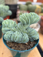 Crested Blue Myrtle Cactus | Rare Easy Care Live Plant #220