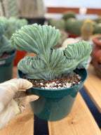 Crested Blue Myrtle Cactus | Rare Easy Care Live Plant #220