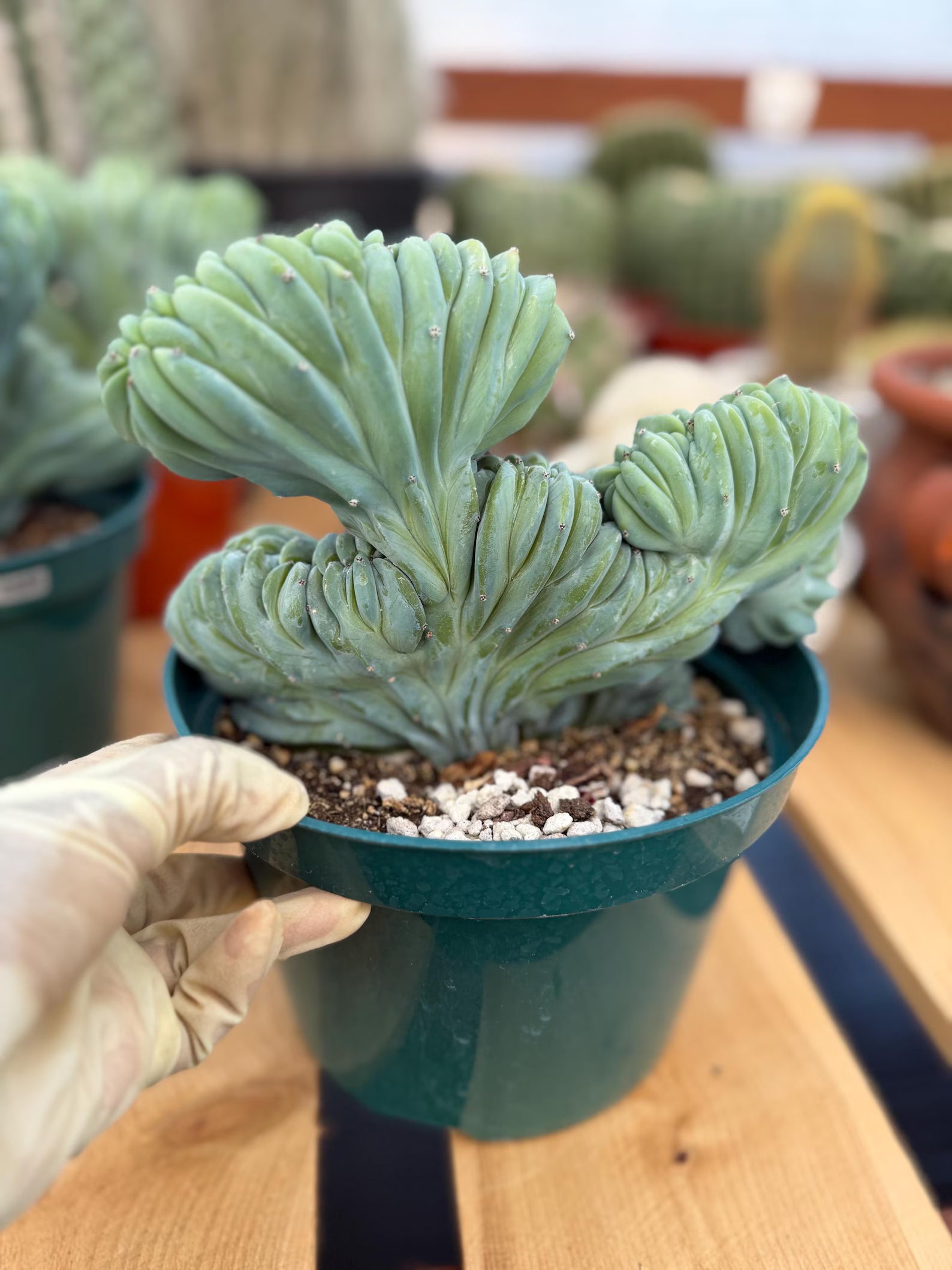 Crested Blue Myrtle Cactus | Rare Easy Care Live Plant #220