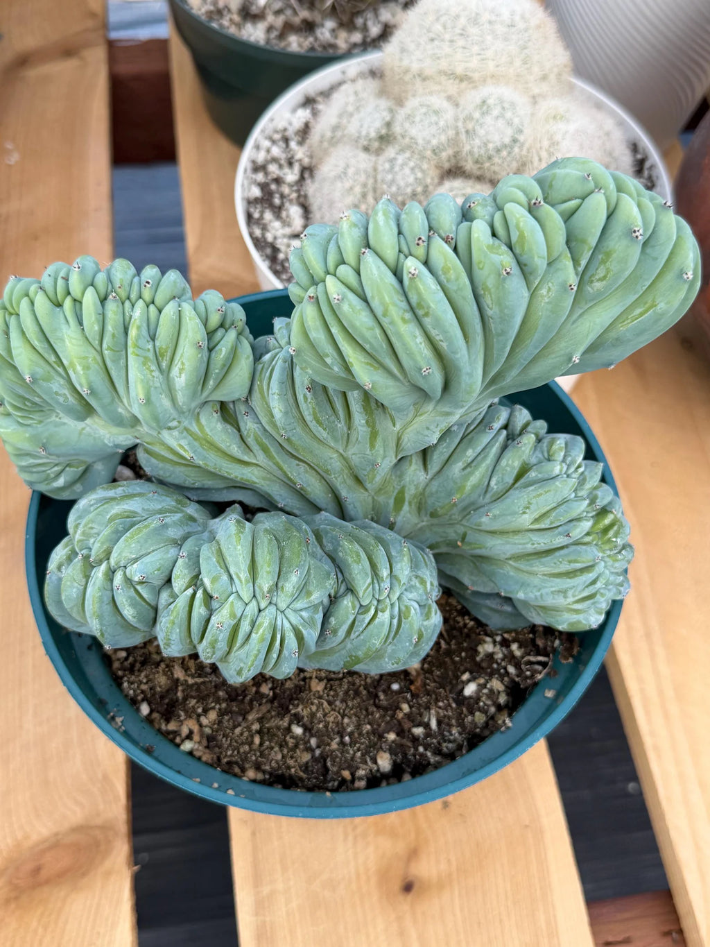 Crested Blue Myrtle Cactus | Rare Easy Care Live Plant #220