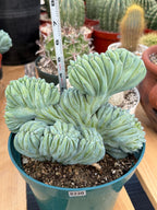 Crested Blue Myrtle Cactus | Rare Easy Care Live Plant #220