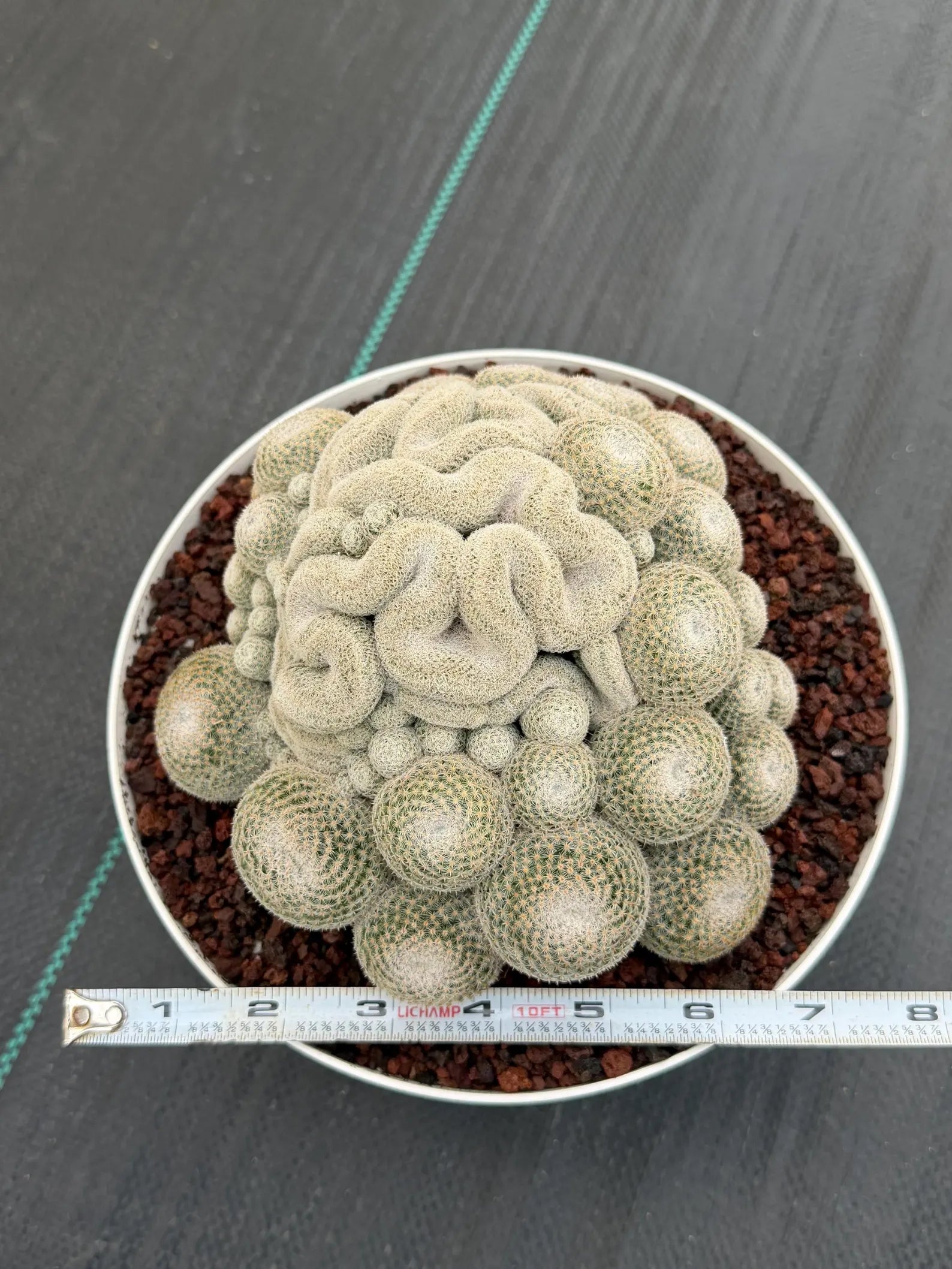 Mammillaria Perbella Cluster | Rare Specimen Cactus #607