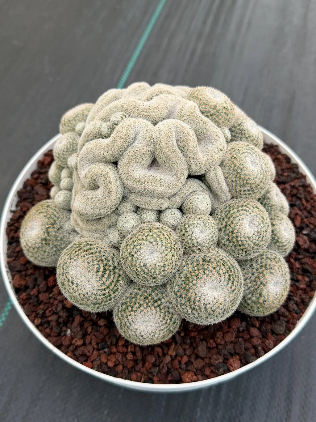 Mammillaria Perbella Cluster | Rare Specimen Cactus #607