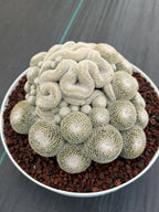 Mammillaria Perbella Cluster | Rare Specimen Cactus #607