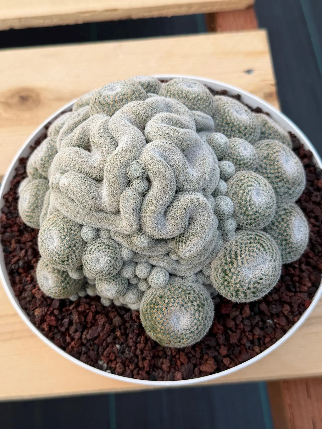 Mammillaria Perbella Cluster | Rare Specimen Cactus #607