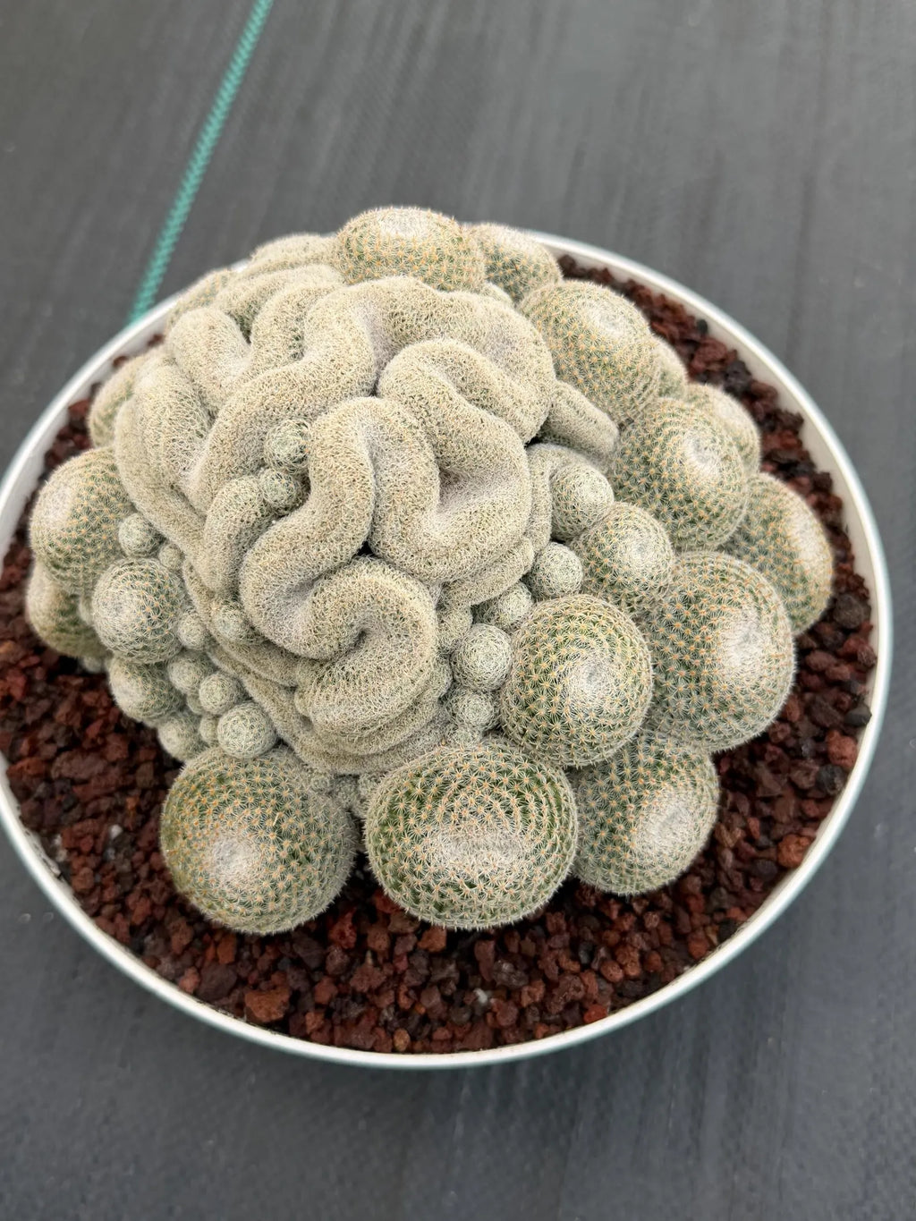 Mammillaria Perbella Cluster | Rare Specimen Cactus #607