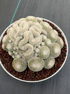 Mammillaria Perbella Cluster | Rare Specimen Cactus #607