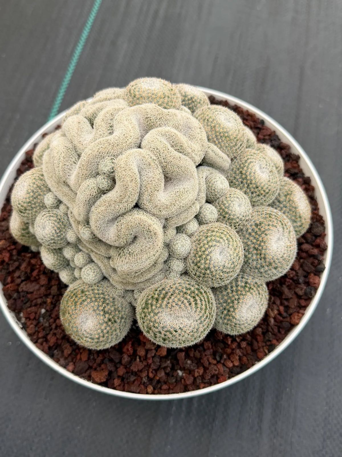 Mammillaria Perbella Cluster | Rare Specimen Cactus #607