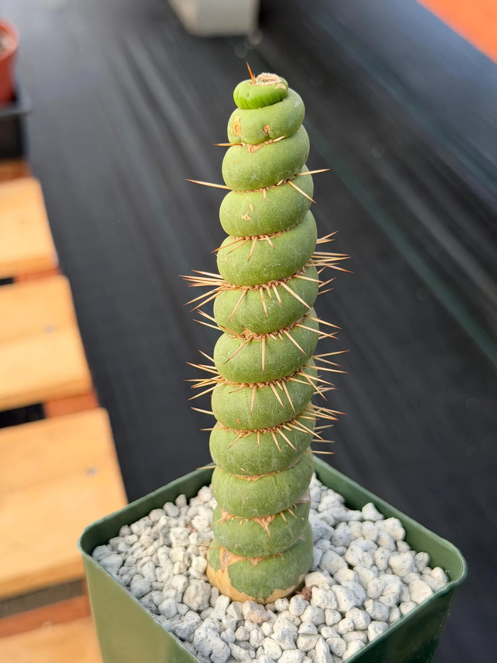 Eulychnia Castanea Spiralis Rare Cactus – Unique Spiral Columnar Live Plant #608