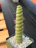 Eulychnia Castanea Spiralis Rare Cactus – Unique Spiral Columnar Live Plant #608