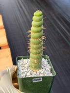 Eulychnia Castanea Spiralis Rare Cactus – Unique Spiral Columnar Live Plant #608