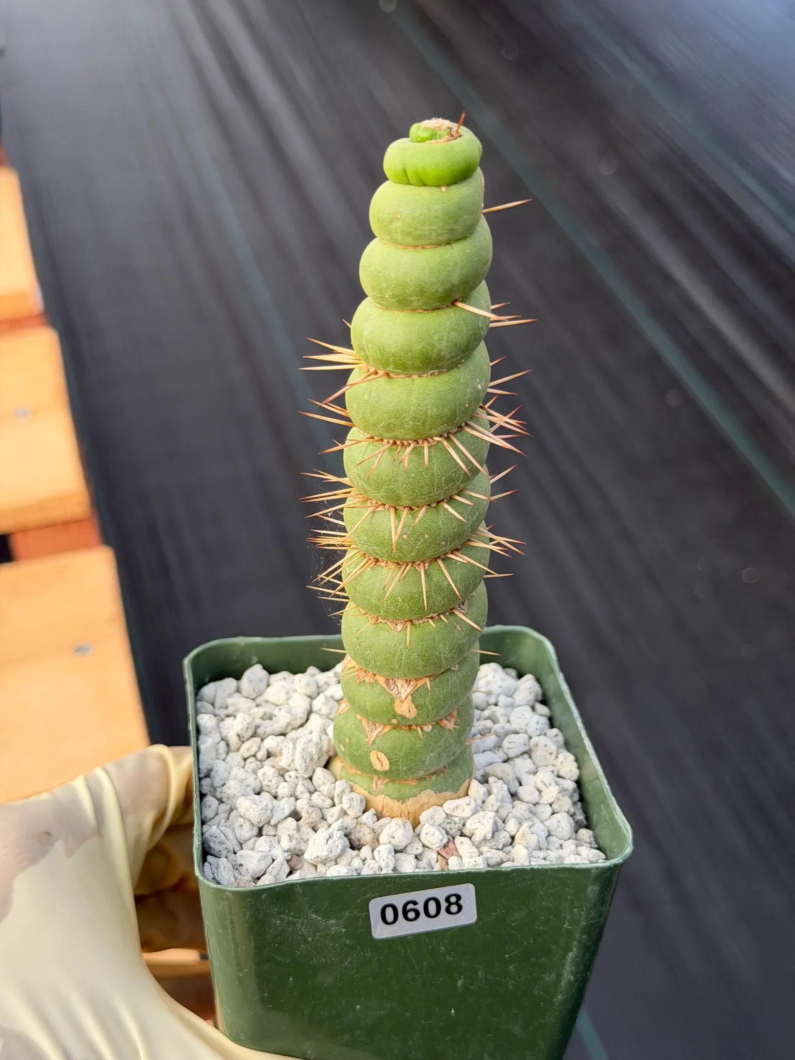 Eulychnia Castanea Spiralis Rare Cactus – Unique Spiral Columnar Live Plant #608