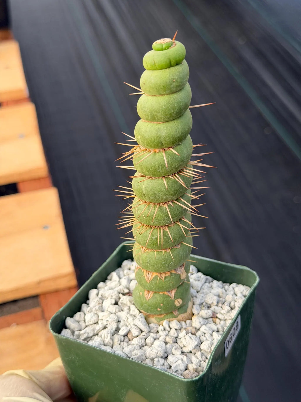 Eulychnia Castanea Spiralis Rare Cactus – Unique Spiral Columnar Live Plant #608