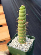 Eulychnia Castanea Spiralis Rare Cactus – Unique Spiral Columnar Live Plant #608