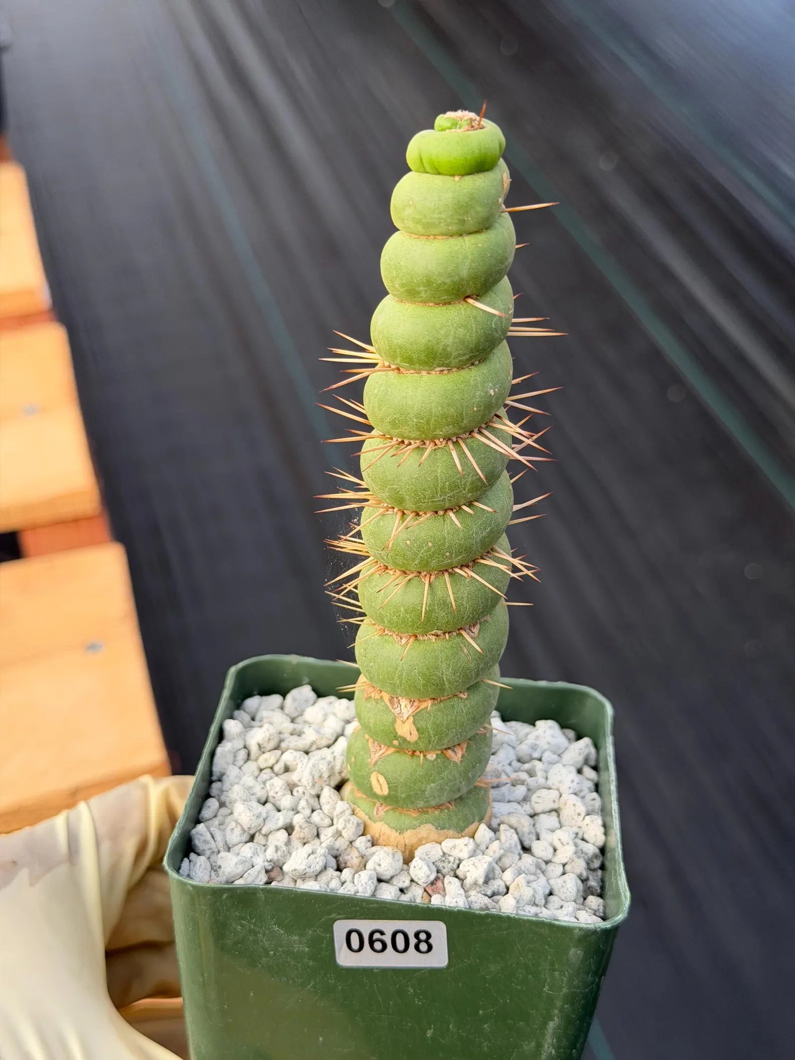 Eulychnia Castanea Spiralis Rare Cactus – Unique Spiral Columnar Live Plant #608