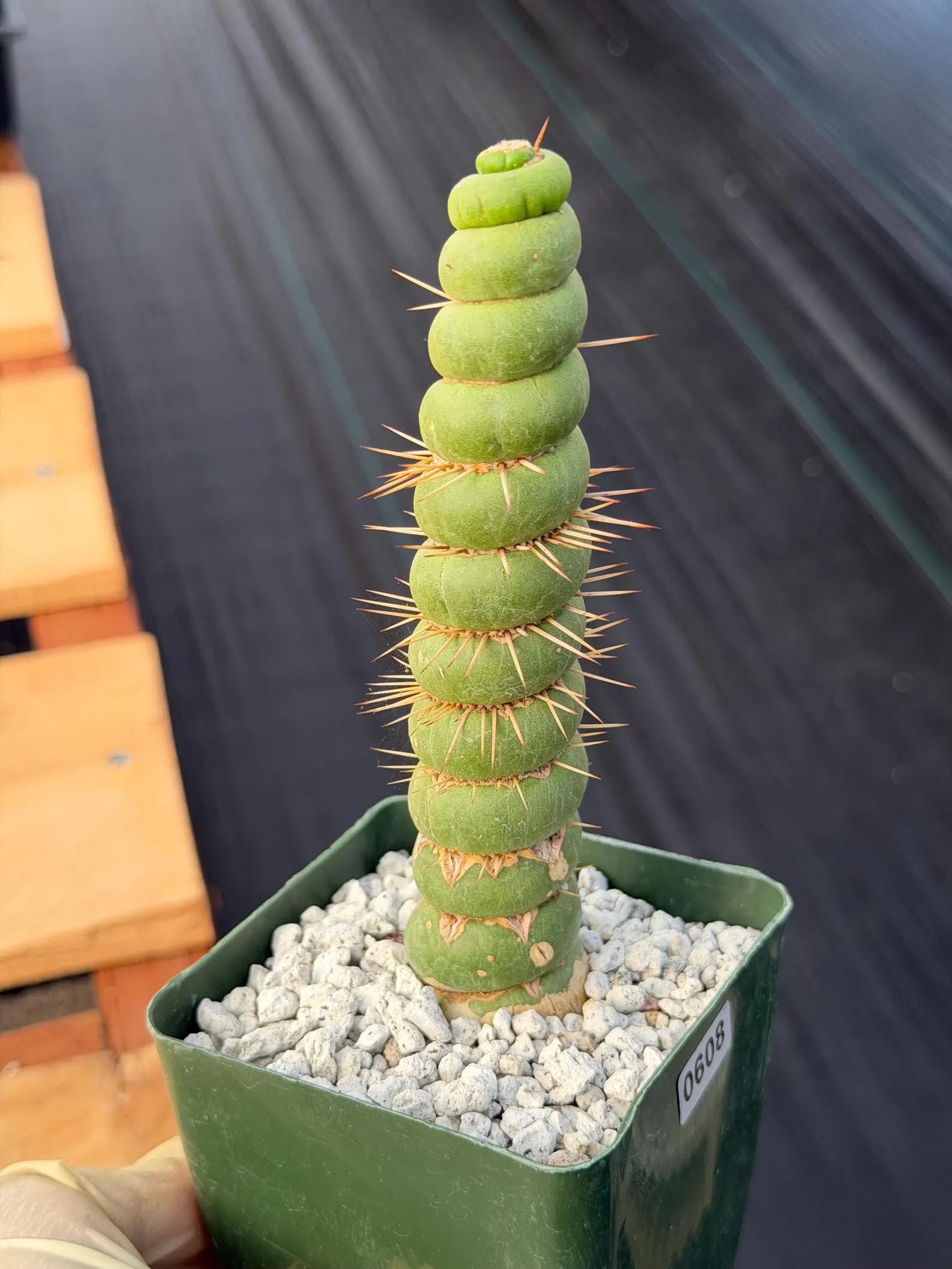 Eulychnia Castanea Spiralis Rare Cactus – Unique Spiral Columnar Live Plant #608