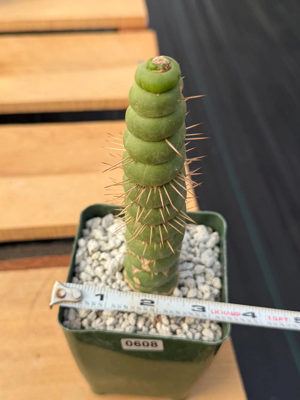 Eulychnia Castanea Spiralis Rare Cactus – Unique Spiral Columnar Live Plant #608