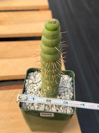 Eulychnia Castanea Spiralis Rare Cactus – Unique Spiral Columnar Live Plant #608