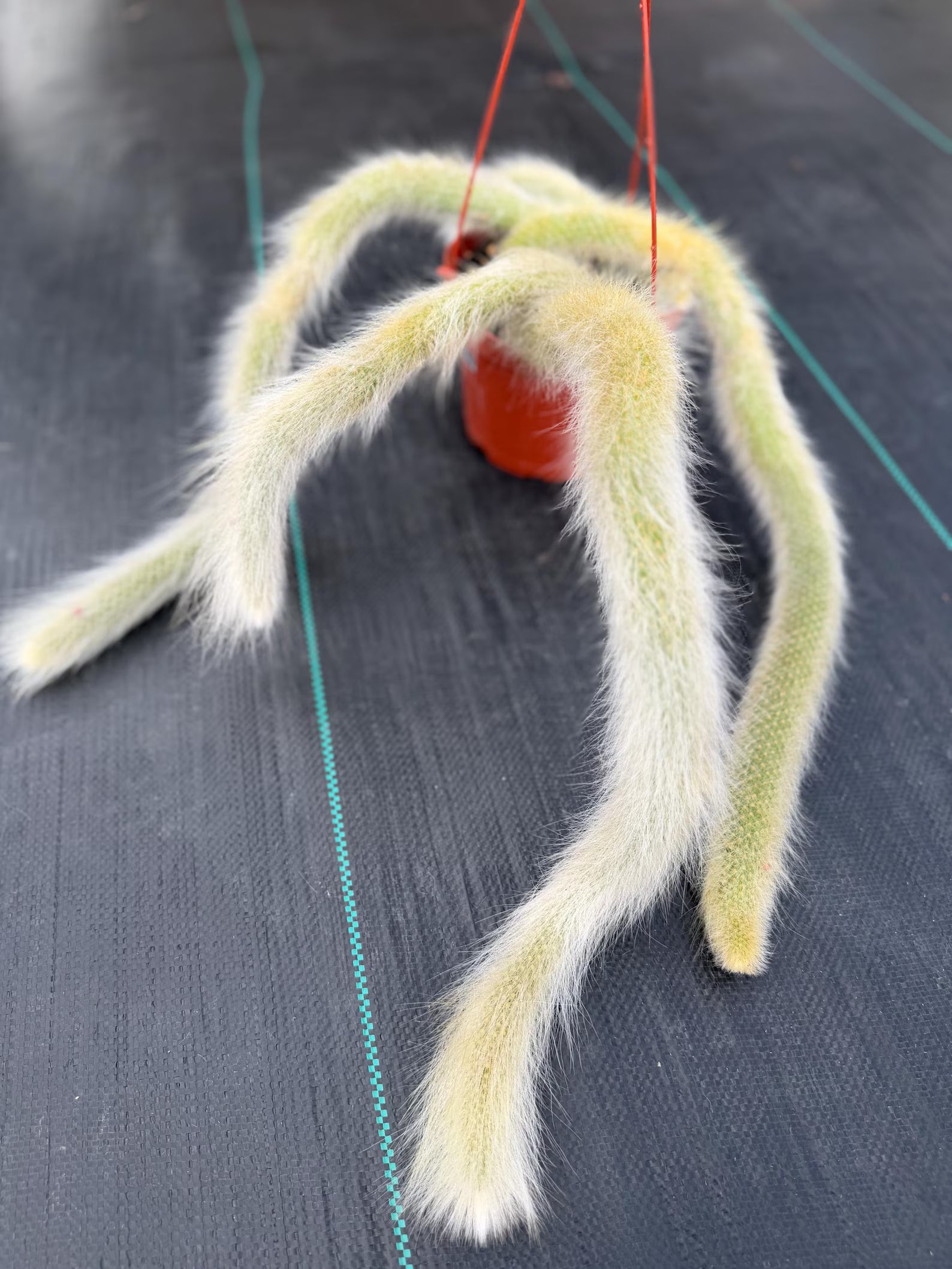 Hairy Monkey Tail Cactus | Fuzzy White Live Succulent #610
