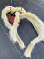 Hairy Monkey Tail Cactus | Fuzzy White Live Succulent #610