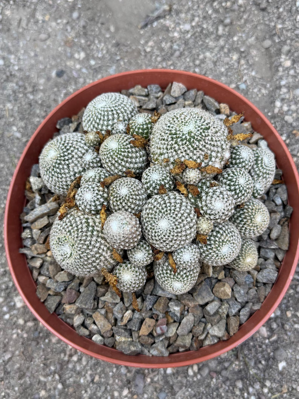 Rebutia Arenacea Cluster Yellow Flower Cactus | Live Plant