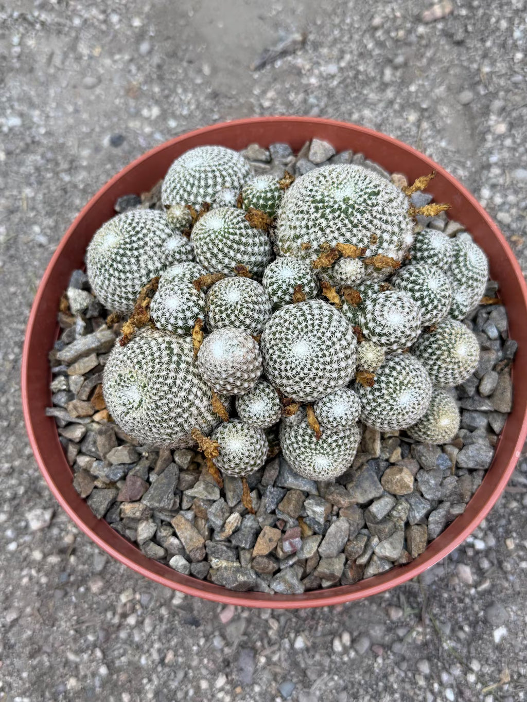 Rebutia Arenacea Cluster Yellow Flower Cactus | Live Plant