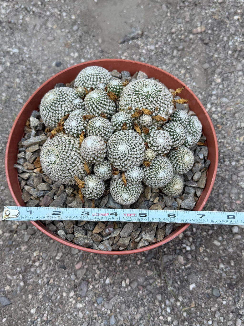 Rebutia Arenacea Cluster Yellow Flower Cactus | Live Plant