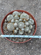 Rebutia Arenacea Cluster Yellow Flower Cactus | Live Plant
