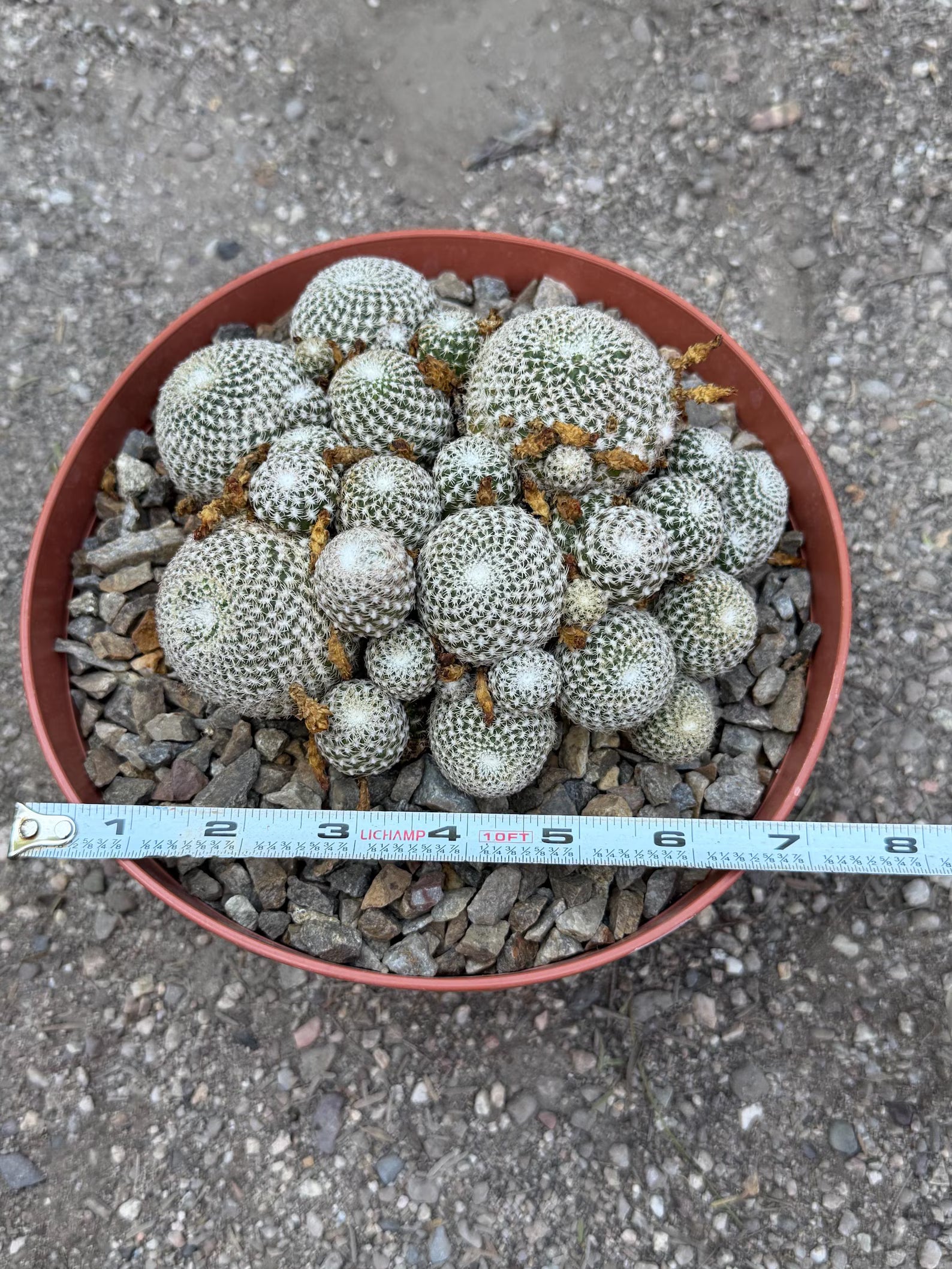 Rebutia Arenacea Cluster Yellow Flower Cactus | Live Plant
