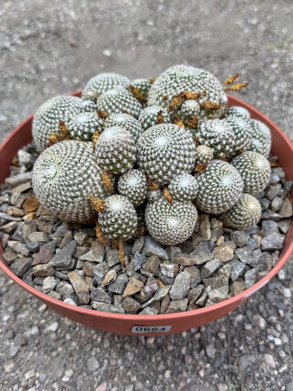 Rebutia Arenacea Cluster Yellow Flower Cactus | Live Plant