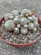 Rebutia Arenacea Cluster Yellow Flower Cactus | Live Plant