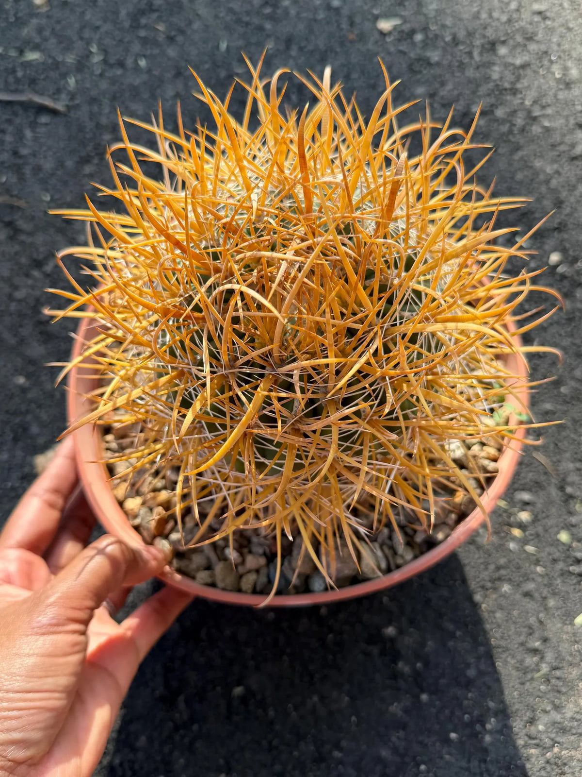 Ferocactus Chrysacanthus Seed Grown Rare Cactus #727