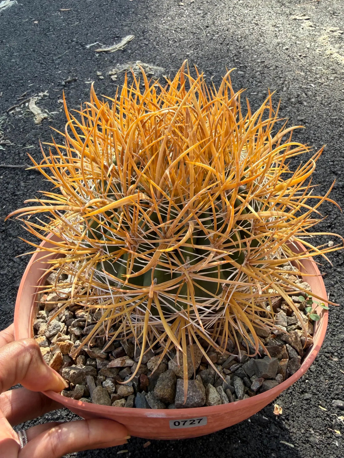 Ferocactus Chrysacanthus Seed Grown Rare Cactus #727
