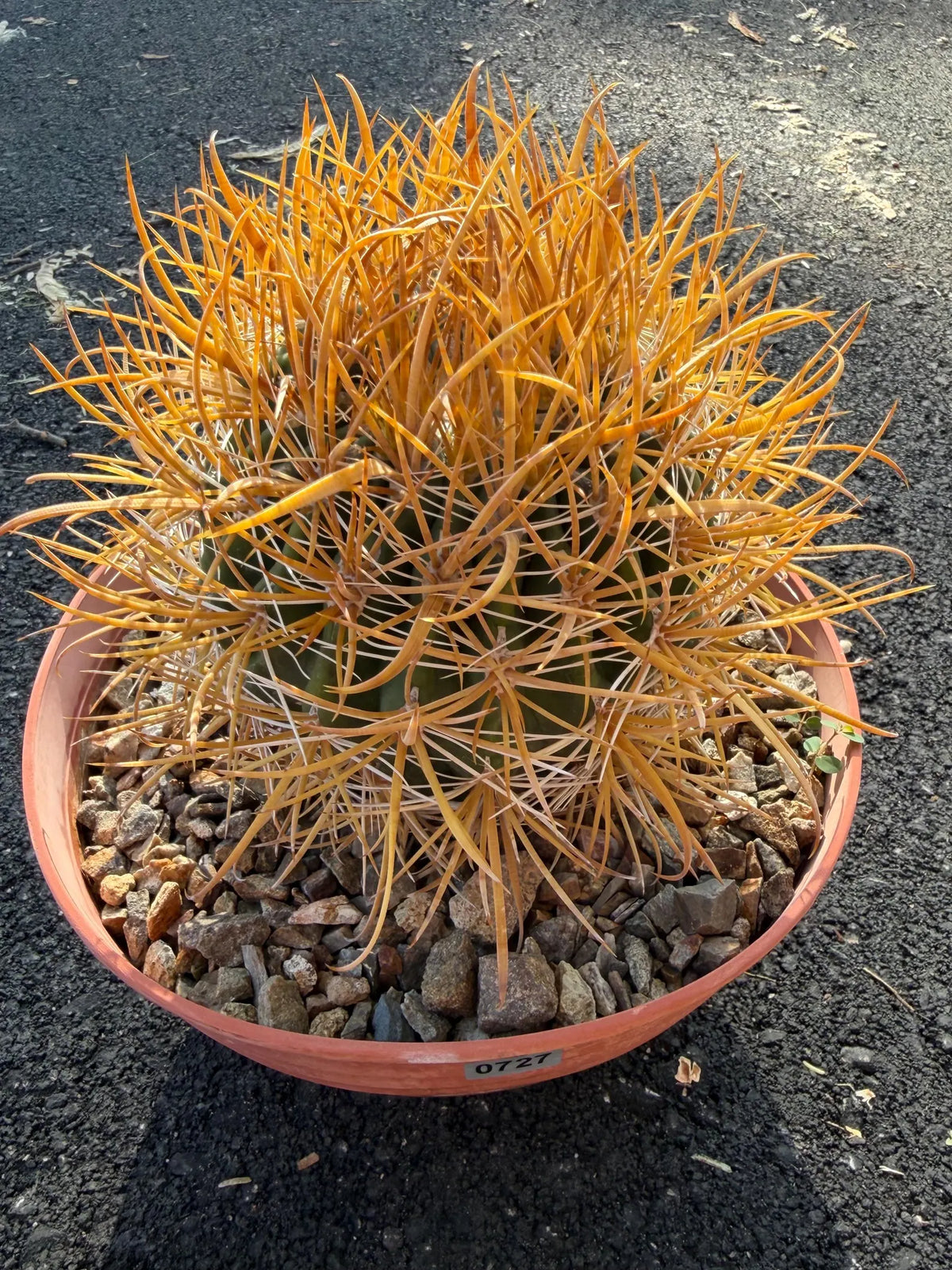 Ferocactus Chrysacanthus Seed Grown Rare Cactus #727