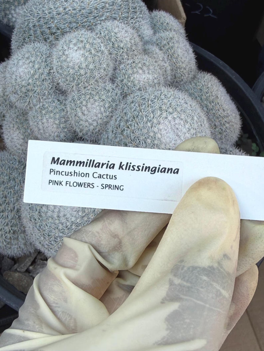 Large White Mammillaria Cluster Specimen Cactus #666