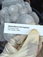Large White Mammillaria Cluster Specimen Cactus #666
