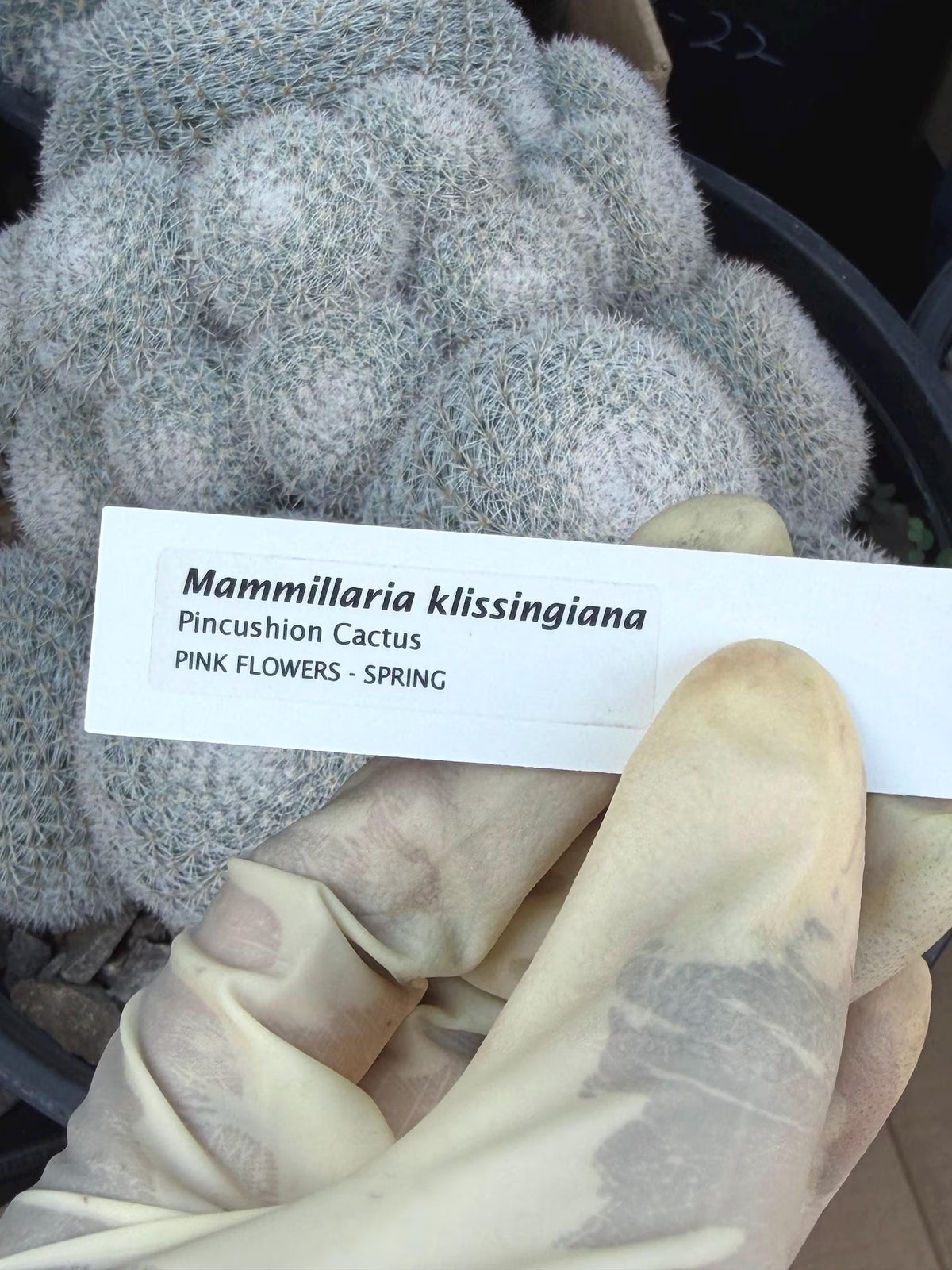 Large White Mammillaria Cluster Specimen Cactus #666