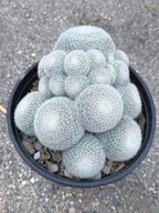 Large White Mammillaria Cluster Specimen Cactus #666