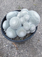 Large White Mammillaria Cluster Specimen Cactus #666