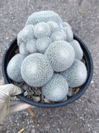 Large White Mammillaria Cluster Specimen Cactus #666