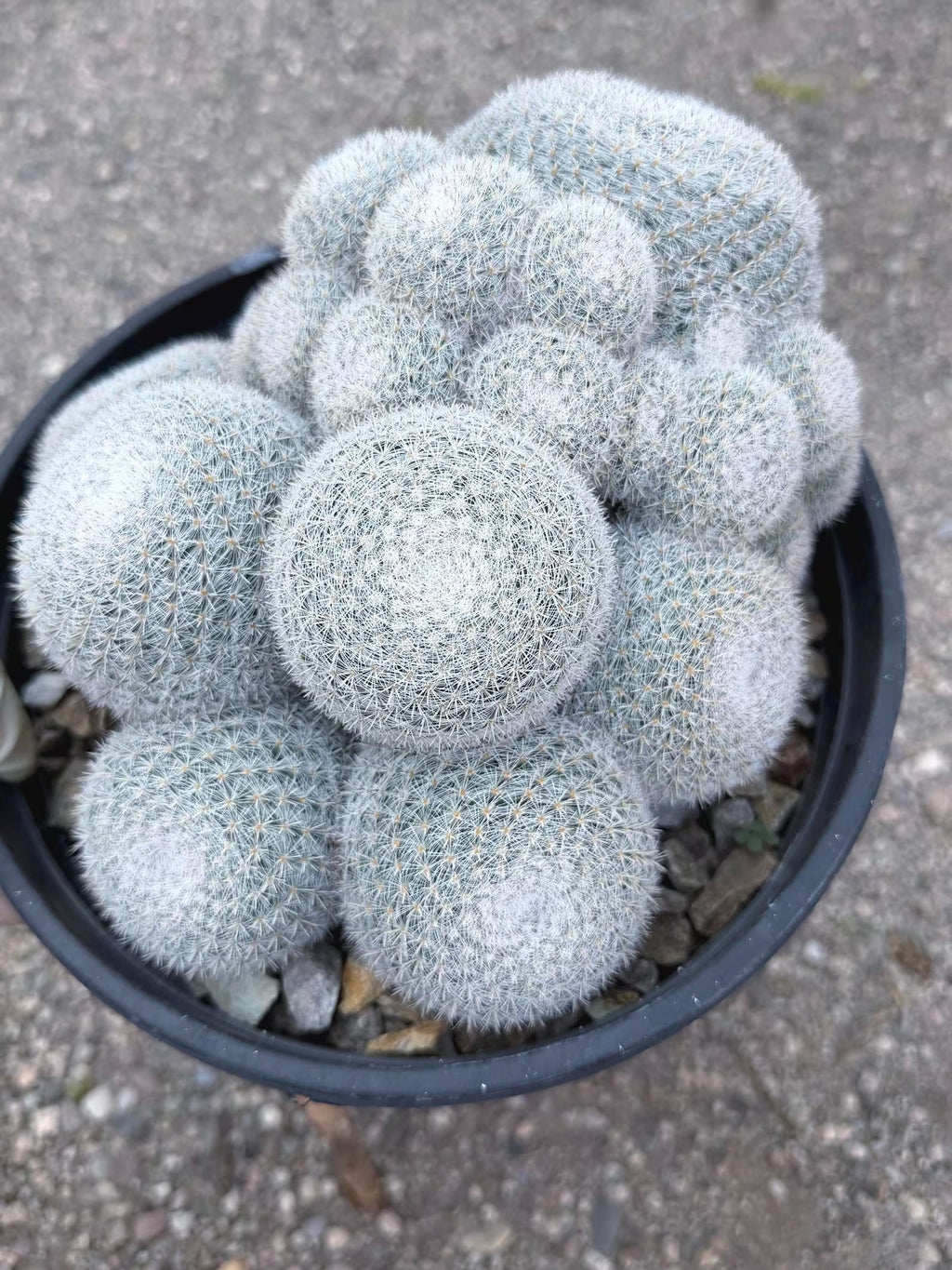 Large White Mammillaria Cluster Specimen Cactus #666